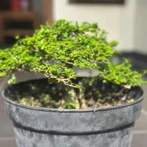 Real Tree. Bonsai premna microphylla. small size