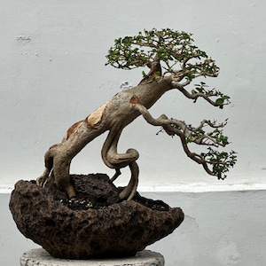 Premna Microphyla # real pick # Tree bonsai #  small size