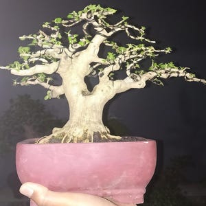Real Picture_Tree Bonsai_Premna Microphyla_Small Size
