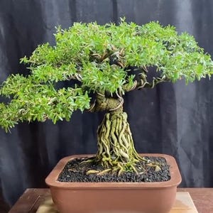 Real Tree. Bonsai desmodium triflorum. Medium bonsai
