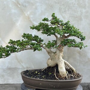Echtes Bild_Baum Bonsai_Premna Microphyla_Kleine Größe