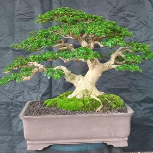 Premna Microphyla # real pick # Tree bonsai # medium size