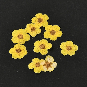 iFancer Dried Flowers for Resin Craft Nail Art Mix Small Mini Dry Flowers  (Pack of 6 Boxes, About 260 PCS)