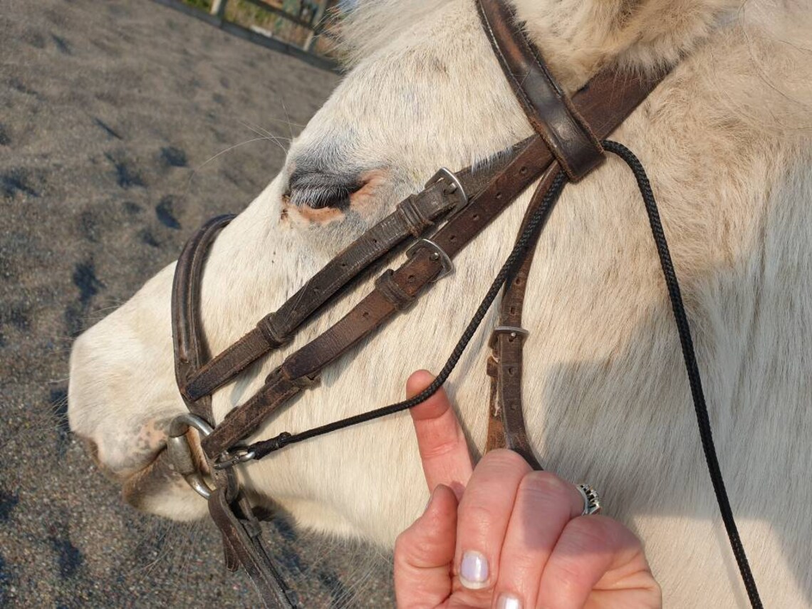 Mums Discreet Anti Grazing Grass Pony Horse Reigns Daisy Etsy