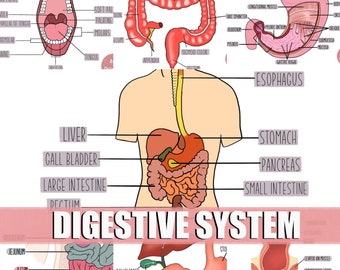Tubo digestivo dibujo