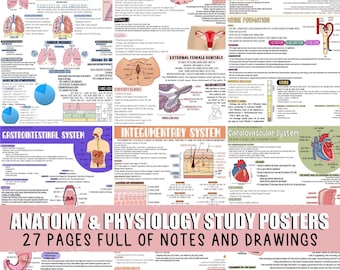 27 posters de révision d'anatomie et de physiologie