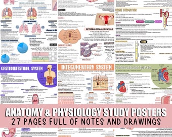May include: A set of 27 anatomy and physiology study posters with colorful illustrations and detailed notes. The posters cover topics such as the respiratory, female reproductive, renal, gastrointestinal, integumentary, and cardiovascular systems.