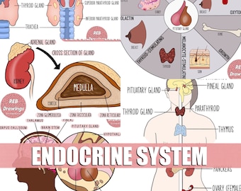 Dessins du système endocrinien