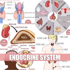 Puede incluir: Una ilustración colorida del sistema endocrino, que muestra la ubicación y la función de varias glándulas, incluidas la tiroides, la hipófisis, las suprarrenales y el páncreas. La ilustración también incluye las hormonas producidas por cada glándula.