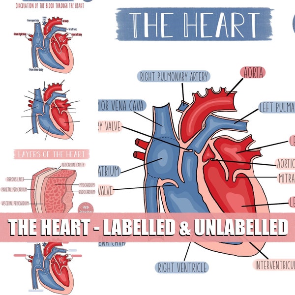 The Heart Anatomy and Physiology Drawings