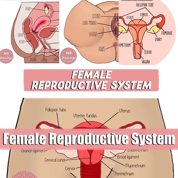 Female Reproductive System Drawings