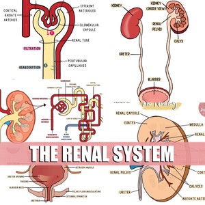 Disegni anatomici del sistema renale