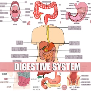 Digestive System Anatomy Drawings