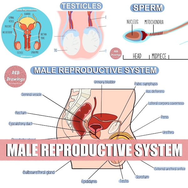 Male Reproductive System Drawings