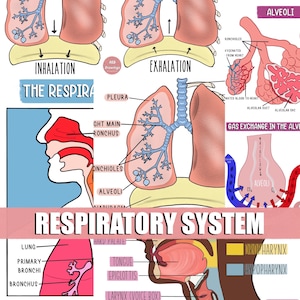 Dessins du système respiratoire