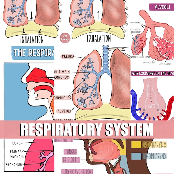 Respiratory System Drawings