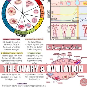 Dibujos del ovario y la ovulación