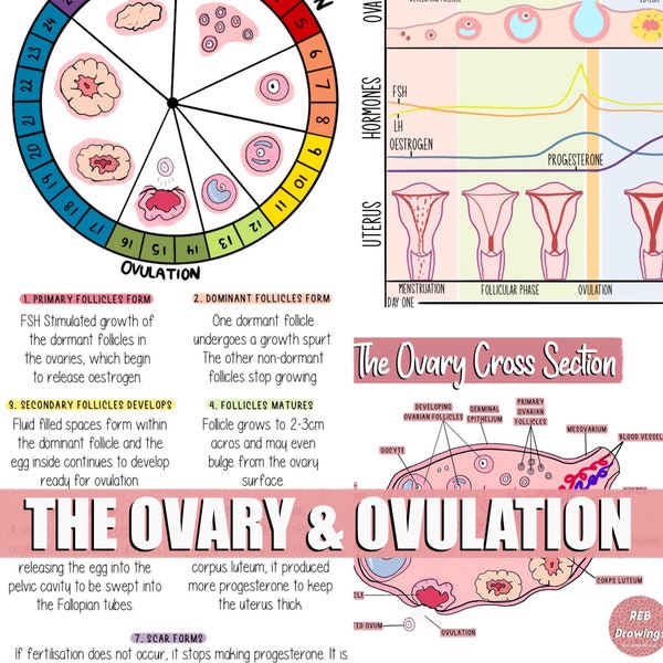 The Ovary & Ovulation Drawings