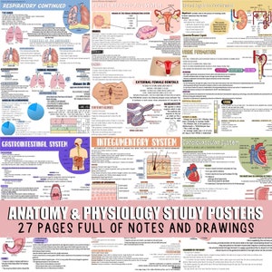 May include: A set of 27 anatomy and physiology study posters featuring colourful illustrations and detailed notes. The posters cover topics such as the respiratory, female reproductive, renal, gastrointestinal, integumentary, and cardiovascular systems.