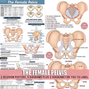 Poster e disegni del bacino femminile