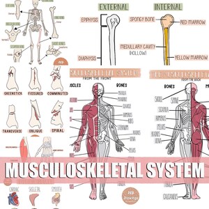 Musculoskeletal System Drawings
