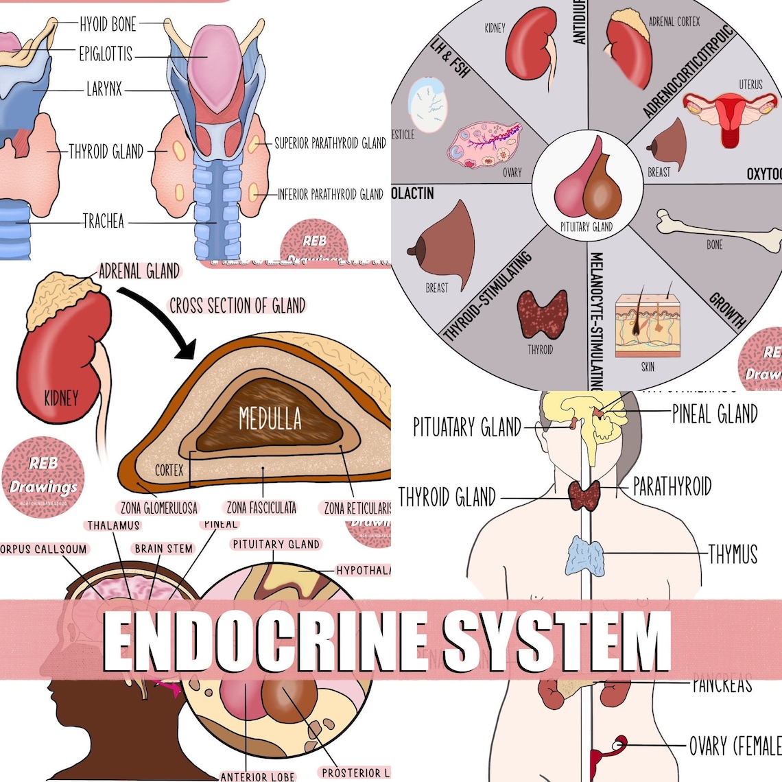 Endocrine System Drawings Etsy
