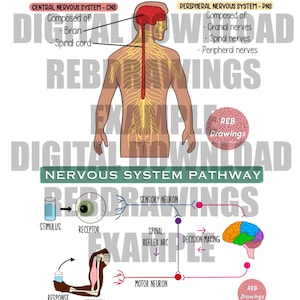 May include: A diagram of the human nervous system, showing the central nervous system (CNS) and the peripheral nervous system (PNS). The CNS is composed of the brain and spinal cord, while the PNS is composed of cranial nerves, spinal nerves, and peripheral nerves. The diagram also shows a pathway of the nervous system, with a stimulus, receptor, sensory neuron, spinal reflex arc, decision making, motor neuron, effector, and response.