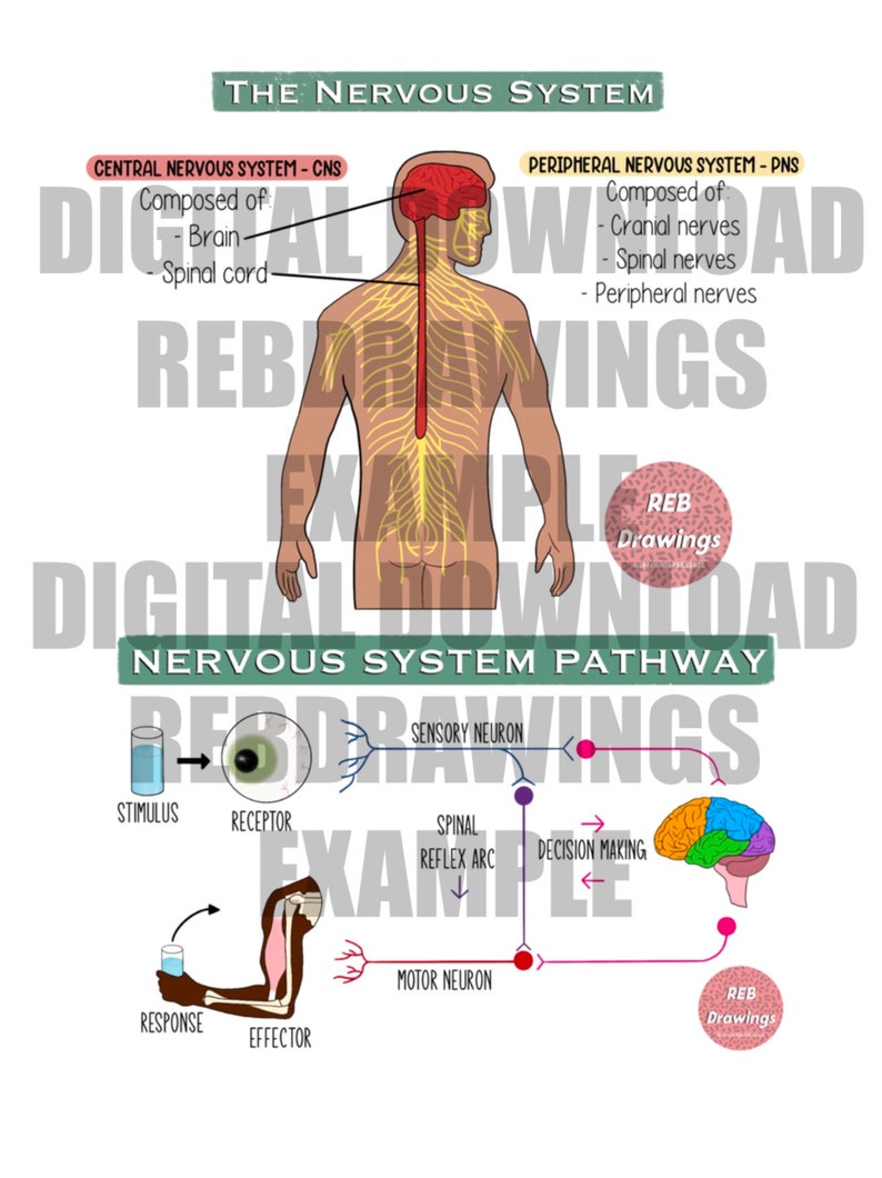May include: A diagram of the human nervous system, showing the central nervous system (CNS) and the peripheral nervous system (PNS). The CNS is composed of the brain and spinal cord, while the PNS is composed of cranial nerves, spinal nerves, and peripheral nerves. The diagram also shows a pathway of the nervous system, with a stimulus, receptor, sensory neuron, spinal reflex arc, decision making, motor neuron, effector, and response.