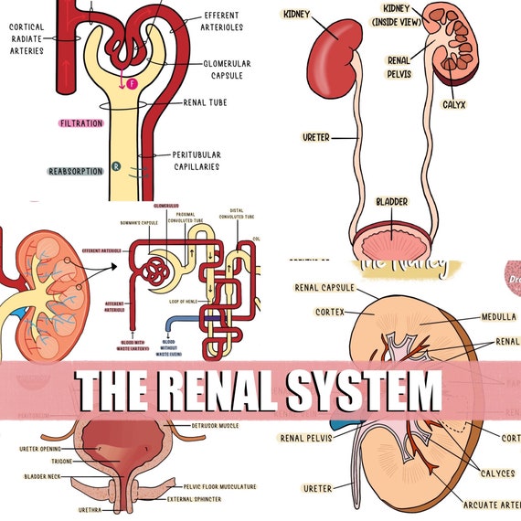 The Renal System Anatomy Drawings Biology Diagrams