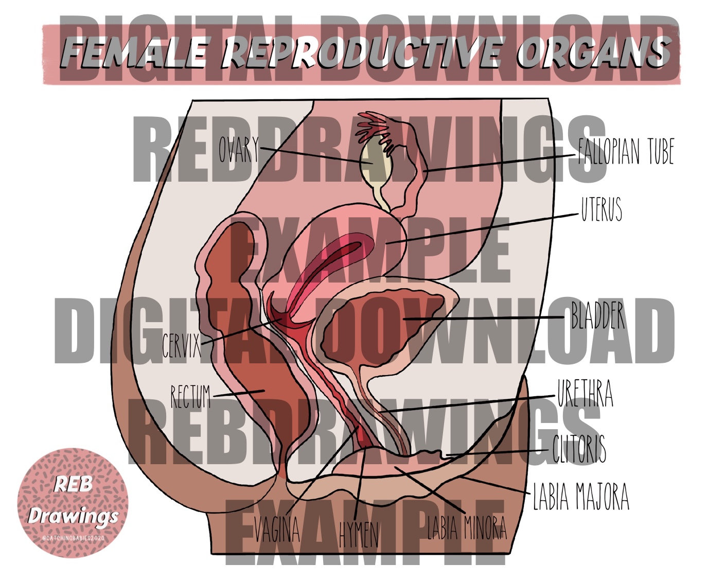 Female Reproductive System Drawings - Etsy