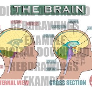 May include: A labeled diagram of the human brain, showing the external view and a cross-section. The diagram shows the cerebrum, cerebellum, ventricles, brain stem, pituitary gland, optic nerve, hypothalamus, and other parts of the brain.