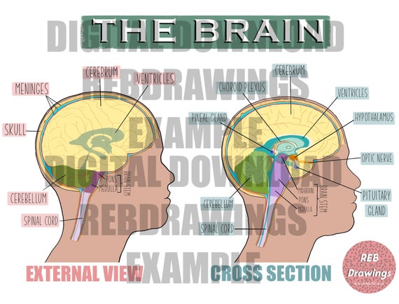 脳と神経系の図 - Etsy 日本