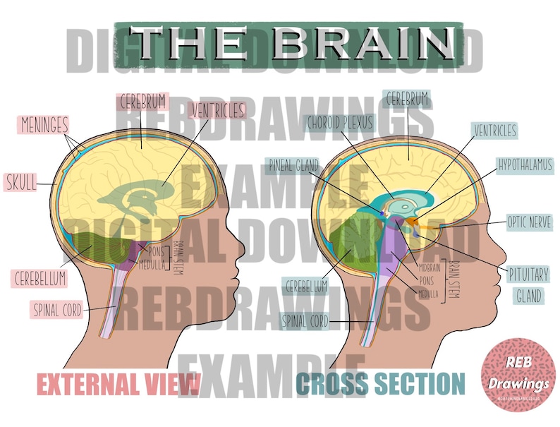 May include: A labeled diagram of the human brain, showing the external view and a cross-section. The diagram shows the cerebrum, cerebellum, ventricles, brain stem, pituitary gland, optic nerve, hypothalamus, and other parts of the brain.