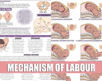 Mechanism of Labour