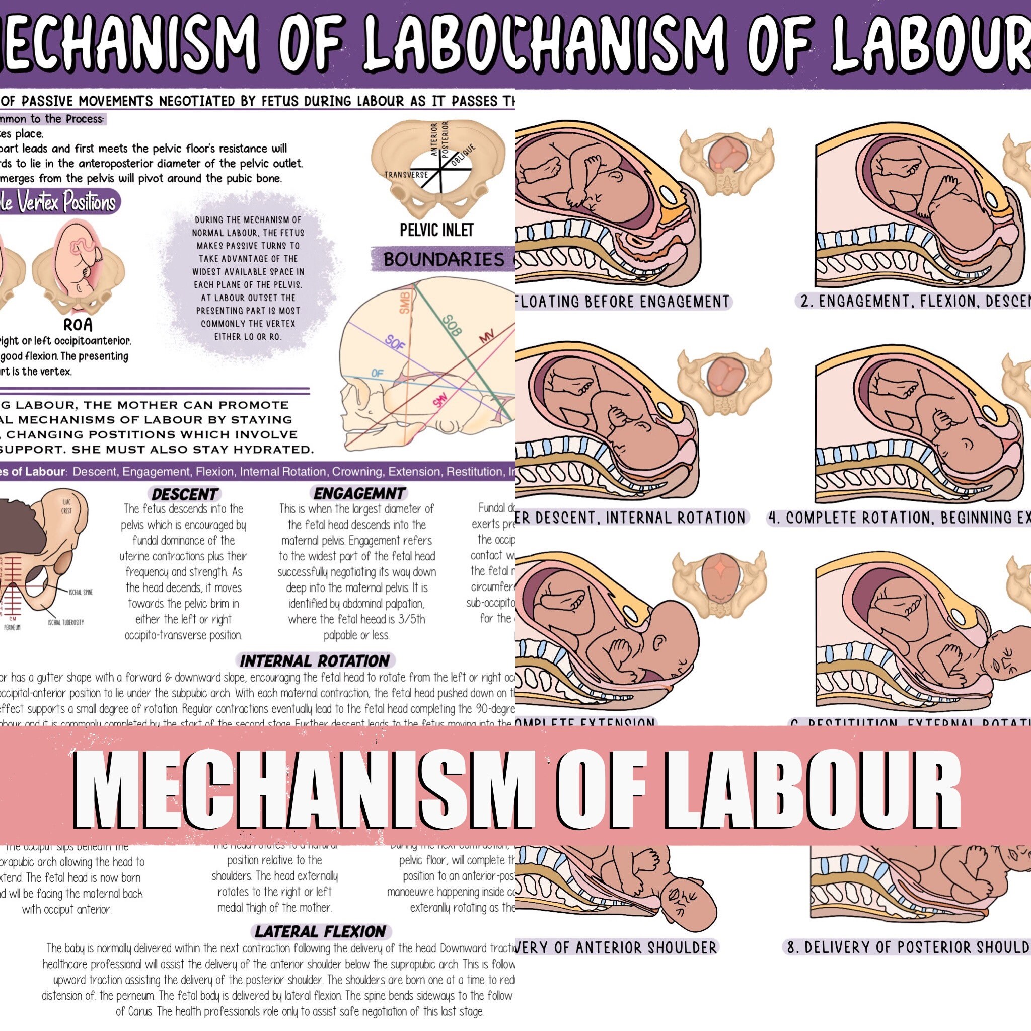 Mechanism Of Labour Etsy UK Mechanism Of Labour Etsy UK