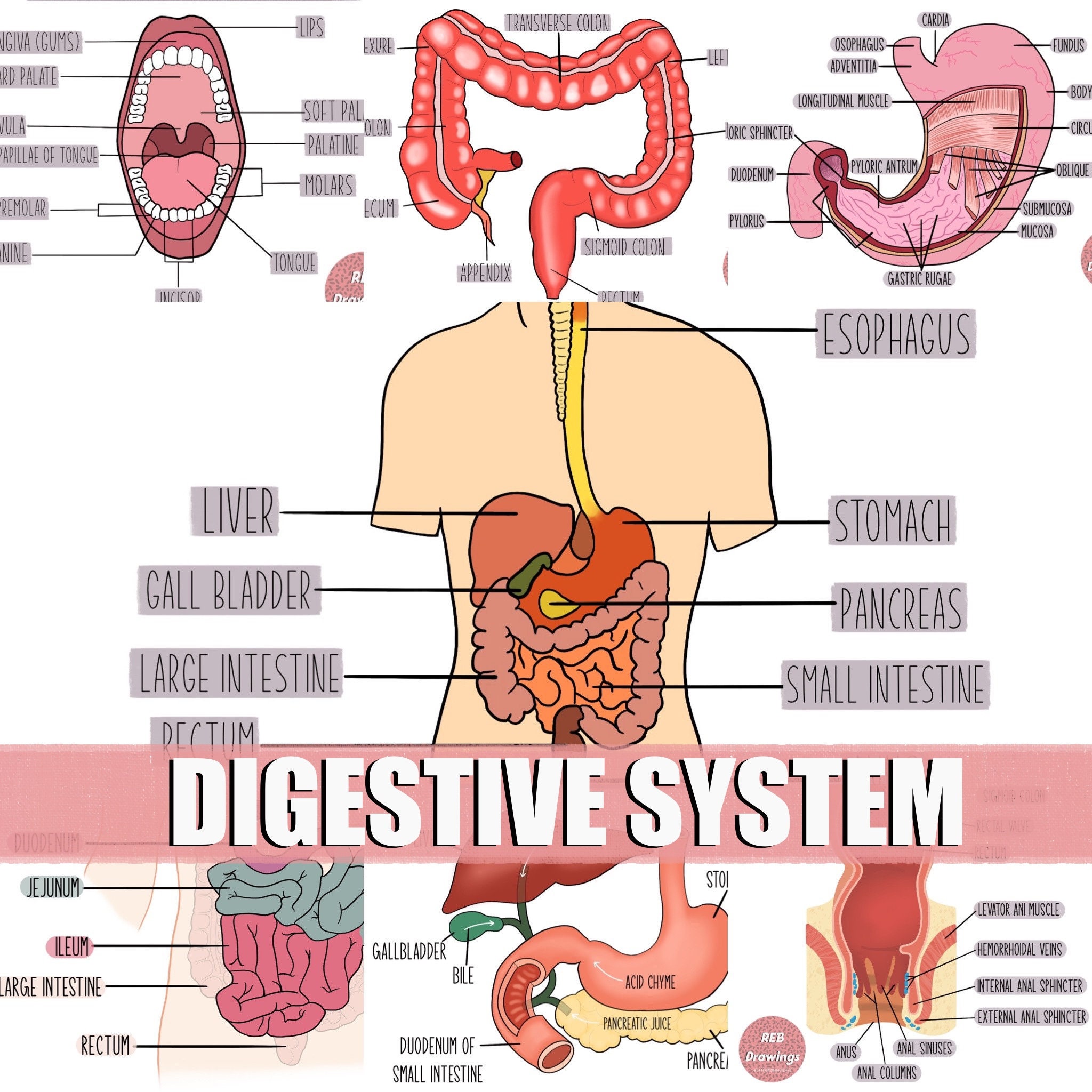 Digestive System Anatomy Drawings | Etsy