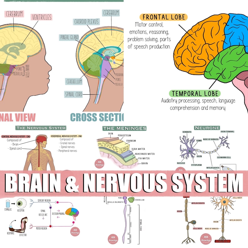 May include: A colorful diagram illustrating the human brain and nervous system. The diagram shows the different lobes of the brain, the spinal cord, and the structure of a neuron. The text labels the different parts of the brain and nervous system.