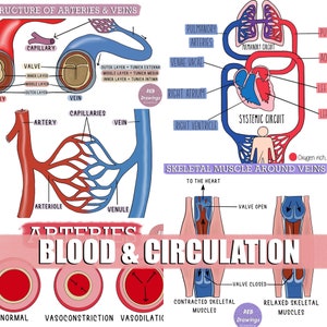 Blood and Circulation Drawings