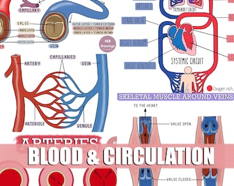 Blood and Circulation Drawings