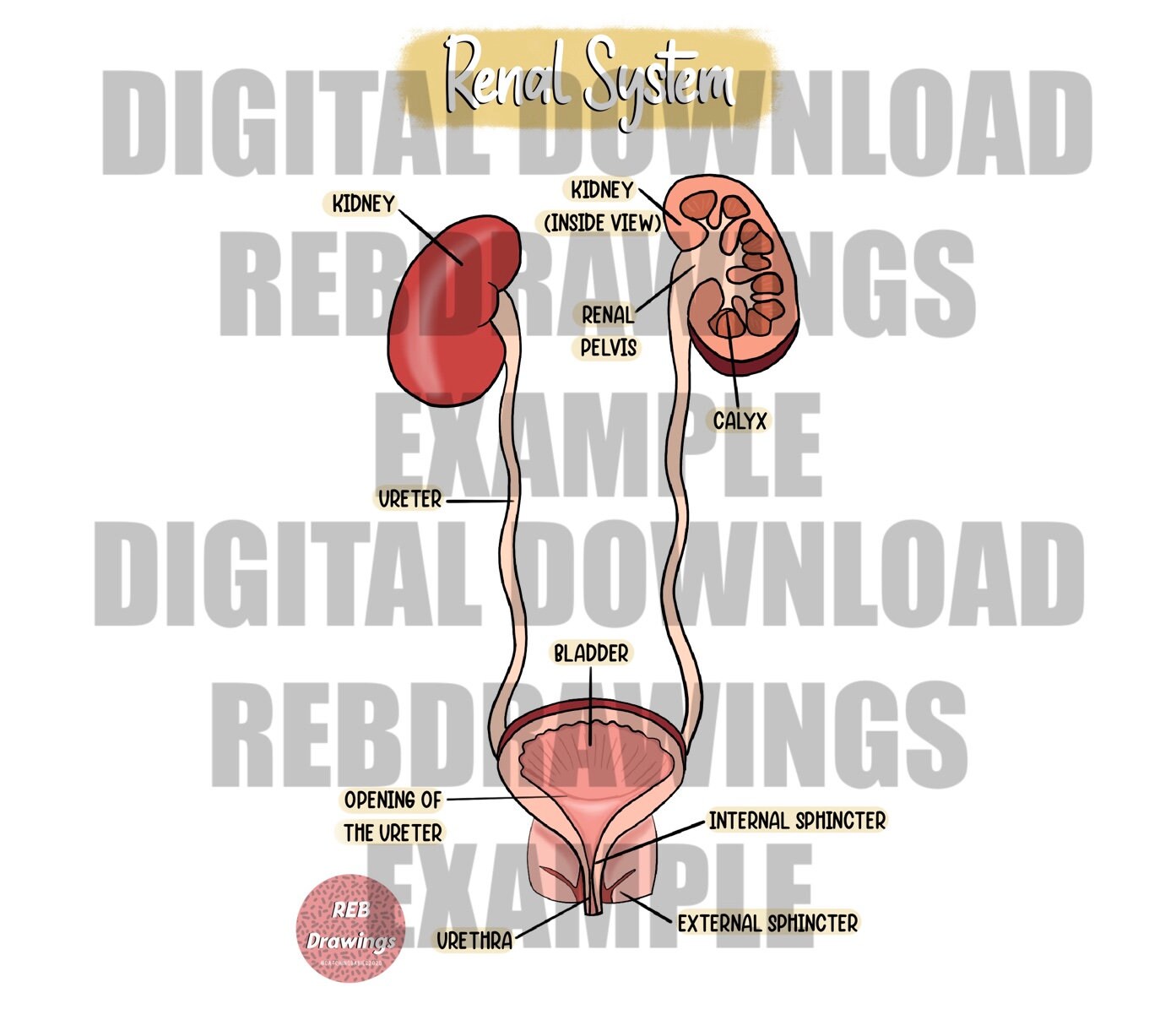 Draw a well-labeled diagram of the human urinary system. - Sarthaks  eConnect | Largest Online Education Community