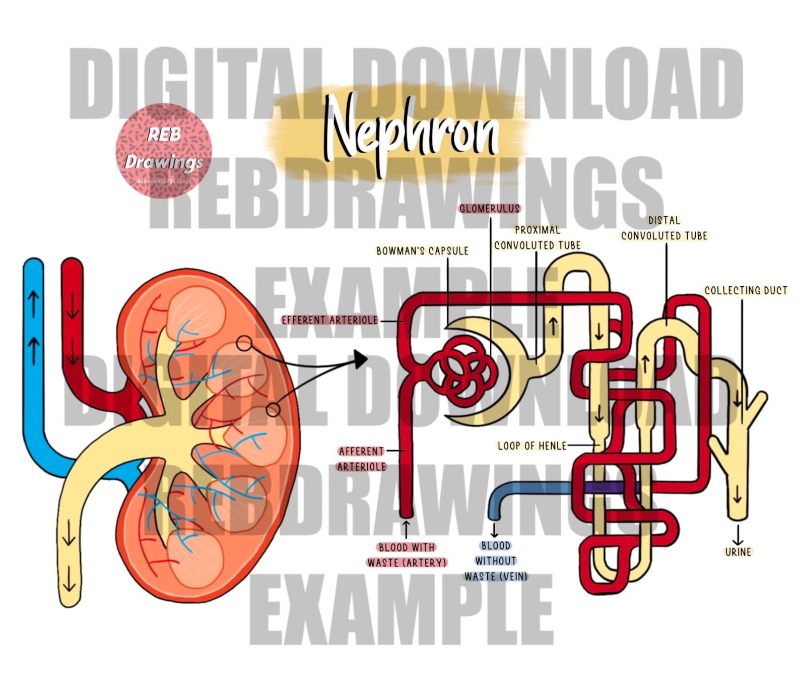 The Renal System Anatomy Drawings - Etsy