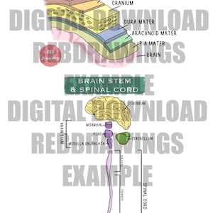May include: An illustration of the meninges, brain stem, and spinal cord. The meninges are the three layers of tissue that protect the brain and spinal cord. The brain stem is the part of the brain that connects the brain to the spinal cord. The spinal cord is a long, thin bundle of nerves that runs down the back.