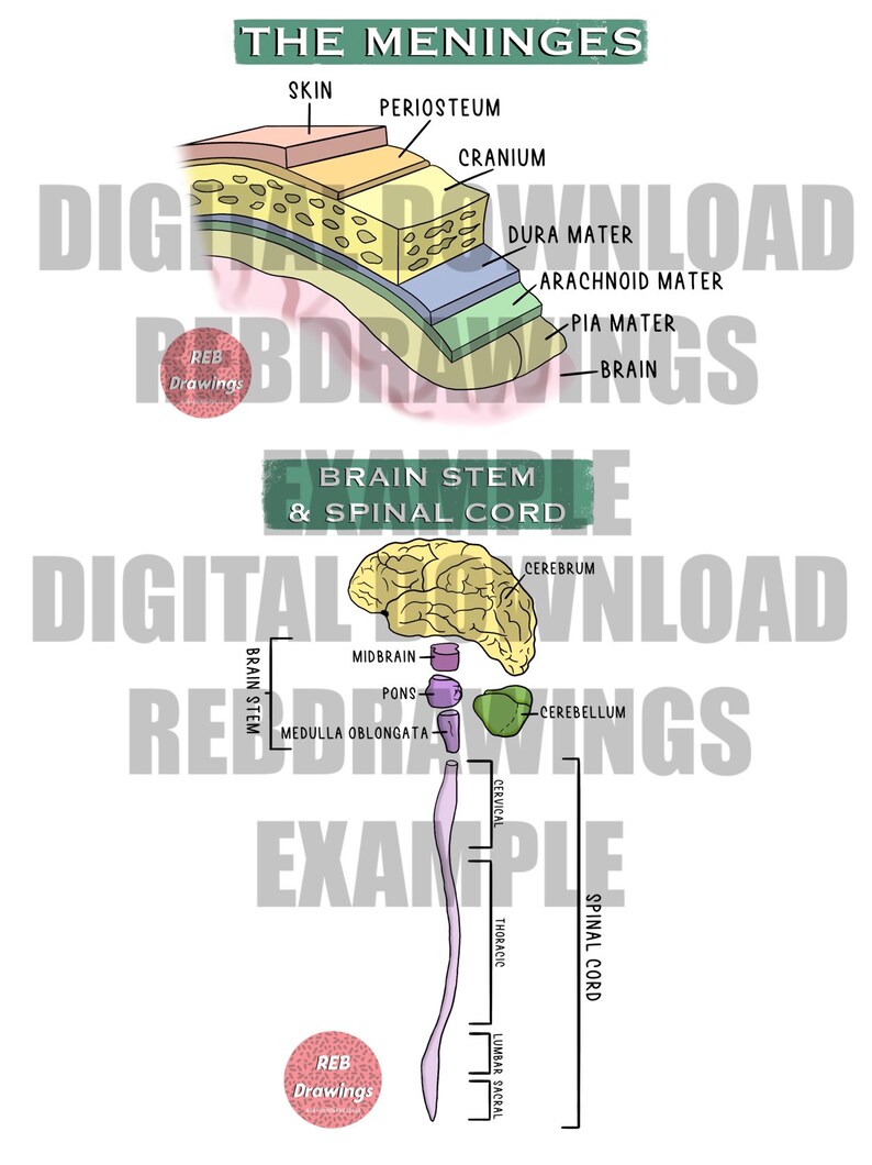 May include: An illustration of the meninges, brain stem, and spinal cord. The meninges are the three layers of tissue that protect the brain and spinal cord. The brain stem is the part of the brain that connects the brain to the spinal cord. The spinal cord is a long, thin bundle of nerves that runs down the back.