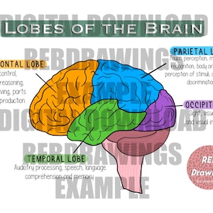 May include: A colorful illustration of the human brain, divided into four lobes: frontal, parietal, temporal, and occipital. Each lobe is labeled with its function, such as motor control, touch perception, auditory processing, and sight.