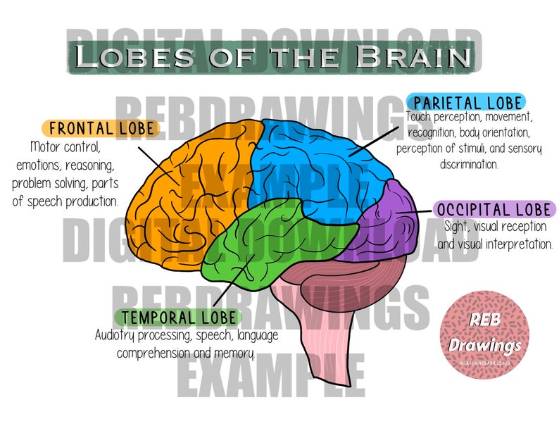 May include: A colorful illustration of the human brain, divided into four lobes: frontal, parietal, temporal, and occipital. Each lobe is labeled with its function, such as motor control, touch perception, auditory processing, and sight.