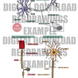 May include: Diagram of a neuron, a nerve cell, with labels for the dendrite, soma, axon, myelin sheath, Schwann cell, node of Ranvier, and axon terminal. The diagram shows the structure of a sensory neuron and a motor neuron.