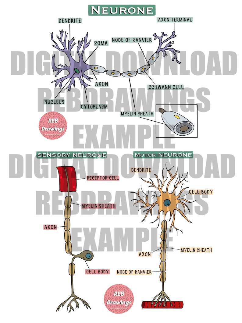 May include: Diagram of a neuron, a nerve cell, with labels for the dendrite, soma, axon, myelin sheath, Schwann cell, node of Ranvier, and axon terminal. The diagram shows the structure of a sensory neuron and a motor neuron.