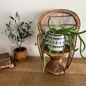 Puede incluir: Una silla de pavo real decorativa hecha de ratán tejido sostiene una planta en maceta con largos zarcillos verdes. La maceta es blanca con un patrón geométrico negro. También se ve un olivo en una maceta de madera y una pila de libros.