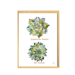 affiche plante - succulentes cactus