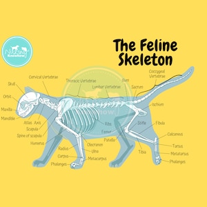 The Feline Skeletal Anatomy Poster Dyslexia Yellow